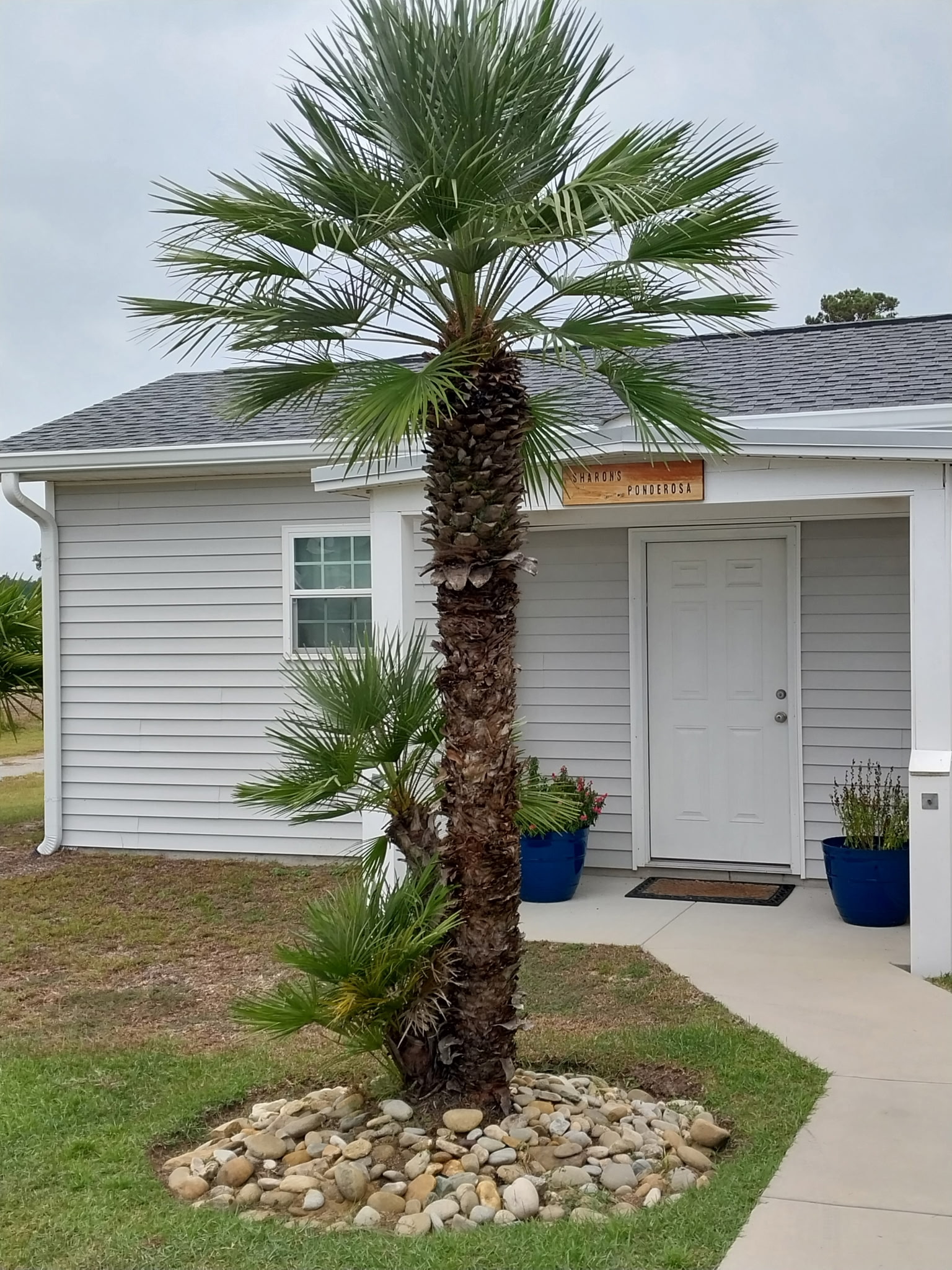 European Fan Palms
