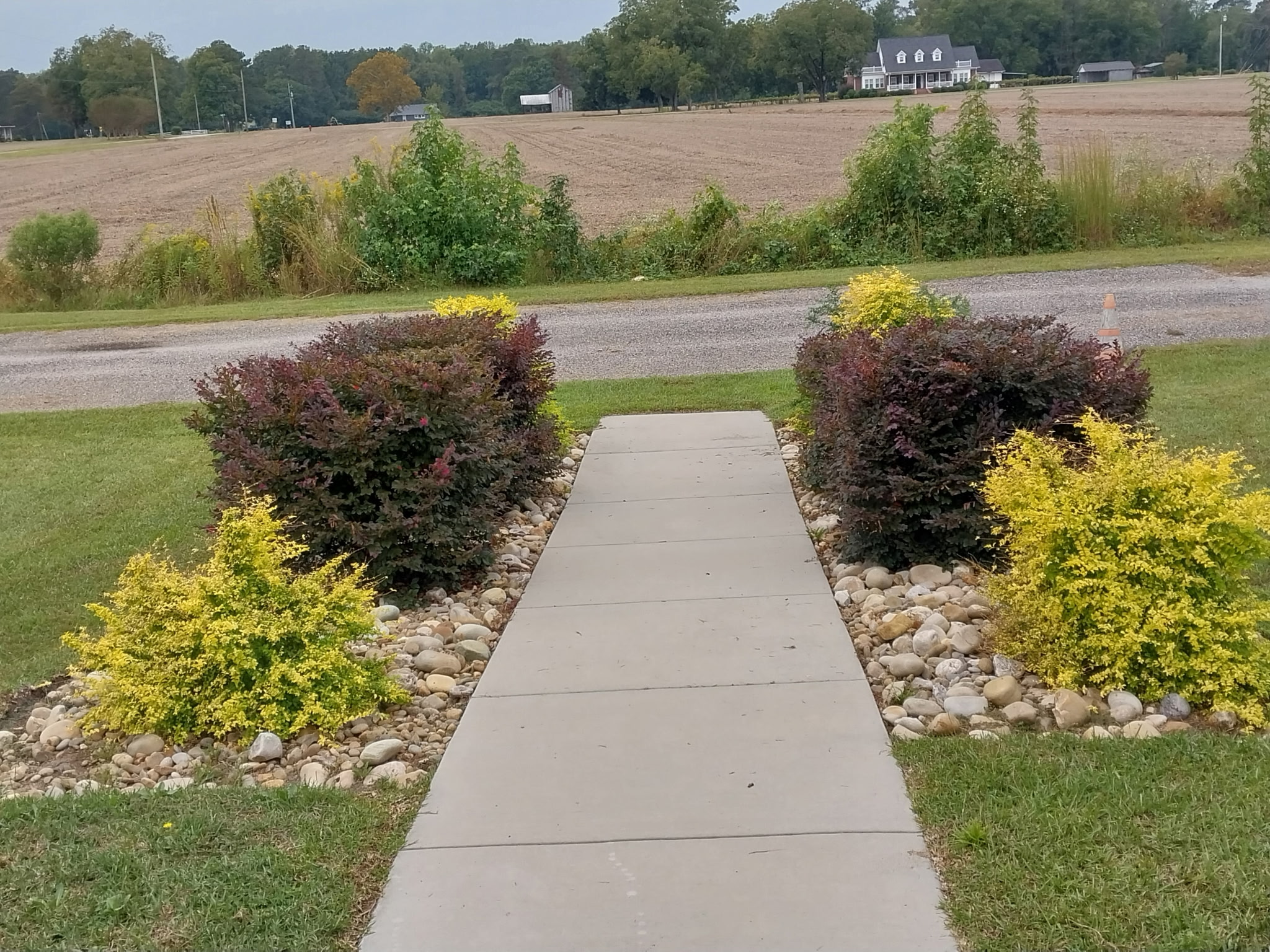 Virginia River Rock flower bed with Loropetalum and Sunshine Ligustrums